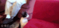 喵的，老子忍了很久了，豁出去了…….gif